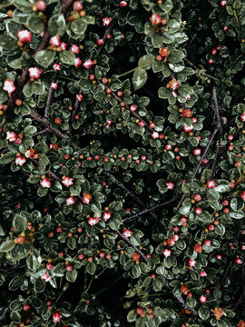 tree background texture with red blossom and fresh leaves