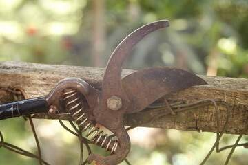 pruning shears