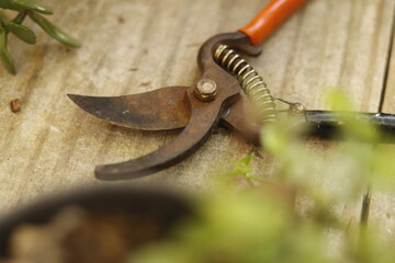 pruning shears