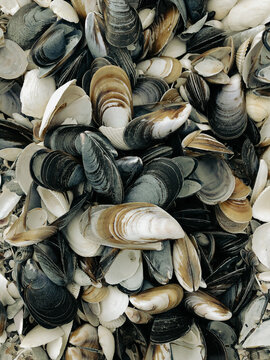 A bunch of seashells as a pattern on the Black sea coast
