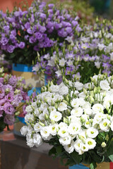 Lysianthus russellianum flowers is a mixed blue and white bouquet