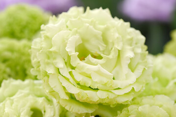 Lysianthus russellianum flowers in a green color