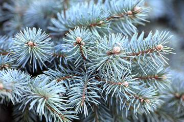 Naklejka na ściany i meble Silver spruce branches with needles closeup, natural New Year tree for Christmas background