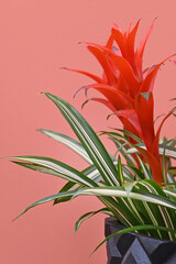 Bromelia flower red beautiful natural isolated on red background.