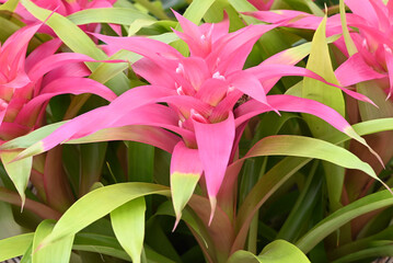 Beautiful light pink flowering tropical Bromelia plant.