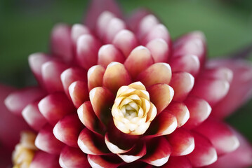 Close-up of beautiful purple bromelia flower purple red white