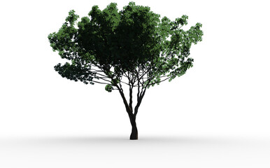 Image of a small tree with green leaves