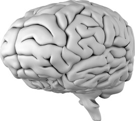 Image of 3d human brain