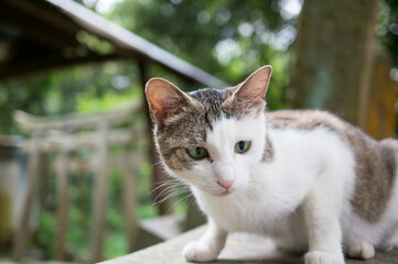 Fototapeta premium 何か見つけて、狙いを定める野良猫