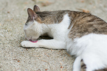 Fototapeta na wymiar 森の地面に横たわりリラックスする野良猫