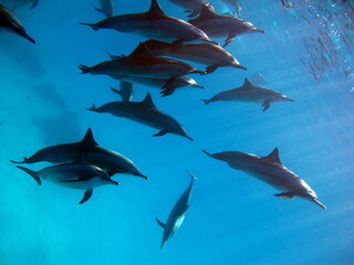 Dolphins. Spinner dolphin. Stenella longirostris is a small dolphin that lives in tropical coastal...