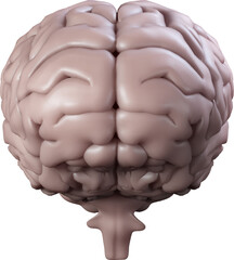 Vertical image of 3d human brain