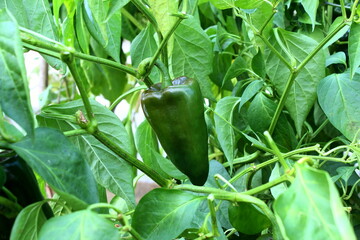 fresh organic green poblano pepper chili pepper or chillies on poblano pepper plant in garden ready...