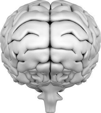 Vertical image of 3d human brain