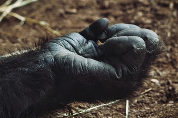 Close-up of an adult mountain gorilla's hand lying on the ground © TenWit