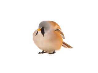 bearded reedling is isolated on a white background