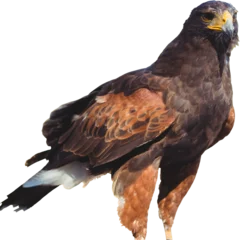 Afwasbaar Fotobehang Arend Image of a wild brown eagle