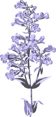 Lilac Purple Beardtongue Flower Clip Art