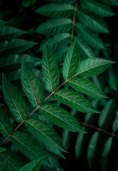 Tropical deep green emerald green leaves. Floral background for postcards, screen savers, covers. High quality photo