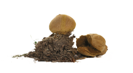 Common puffball with dirt, Lycoperdon perlatum, warted puffball, gem-studded puffball, farts or devil's snuff-box isolated on white