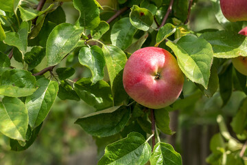 A red ripe apple close up hangs on a branch among green leaves. Apple orchard on a sunny day.