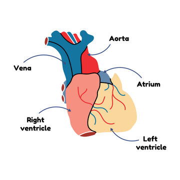 Human heart anatomy in flat vector line style. Educational diagram, medical organ schematic, health care, cartoon illustration. Biology, blood pumping, structure, heartbeat, system, physiology, body.