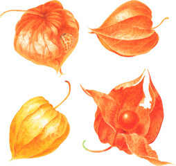 watercolor autumn set: flowers - orange physalis