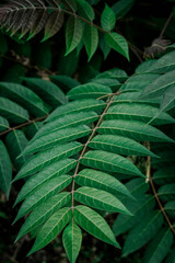 Tropical deep green emerald green leaves. Floral background for postcards, screen savers, covers. High quality photo