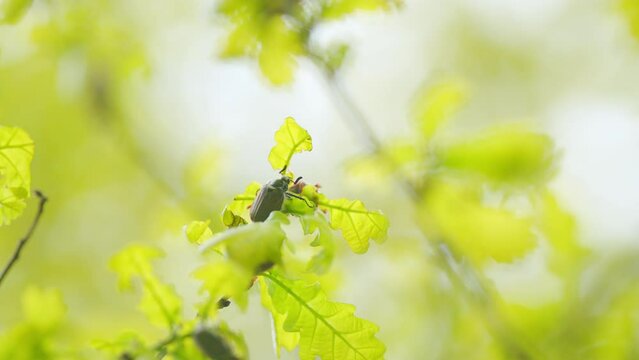 Reproduction coitus in spring. Cockchafers mating on a green leaves. Chafer on oak leaf. Close up.