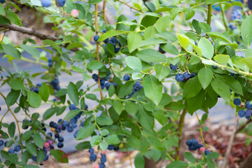 都会のブルーベリー畑で完熟ブルーベリー狩り・収穫・量り売り（東京都練馬区）