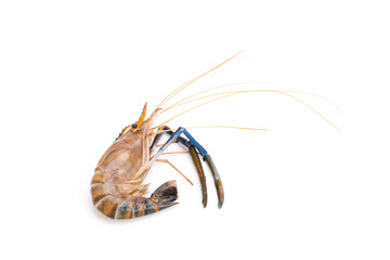 fresh prawns, river prawns, and from the sea, tiger prawns, isolated on white background. Delicate luxury seafood
