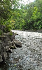 Fototapeta premium river in the forest
