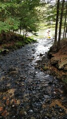 stream in the woods