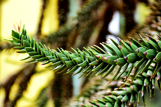 Araucaria Araucana or commonly called monkey puzzle tree or Chilian pine closeup detail. evergreen or conifer tree. spiky needles. macro view.
beauty in nature. decorative plant. selective focus