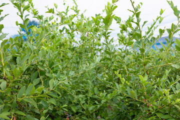 都会のブルーベリー畑で完熟ブルーベリー狩り・収穫・量り売り（東京都練馬区）