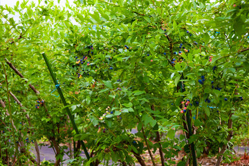 都会のブルーベリー畑で完熟ブルーベリー狩り・収穫・量り売り（東京都練馬区）