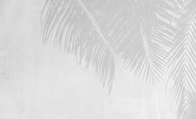 Shadow of palm leaves on white cement wall background.