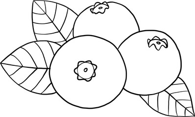 doodle freehand sketch drawing of blueberry fruit.
