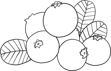 doodle freehand sketch drawing of blueberry fruit.