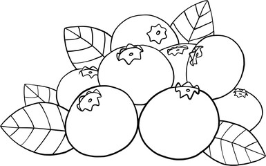 doodle freehand sketch drawing of blueberry fruit.