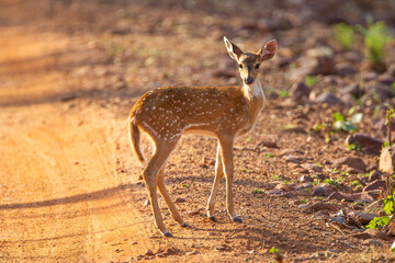 Young Spotted Deer grazing near its mother on the forest floor looking out for Tigers in Tadoba National Park, India
