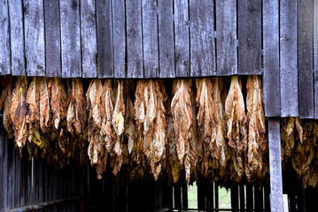 Tobacco Leaves Hang Upside Down in Barn