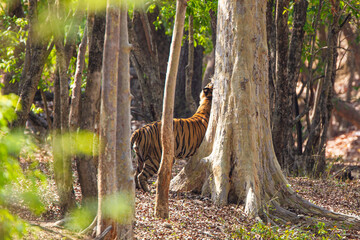 A Bengal Tiger keeping cool in the jungle waterholes of Bandhavgarh, India