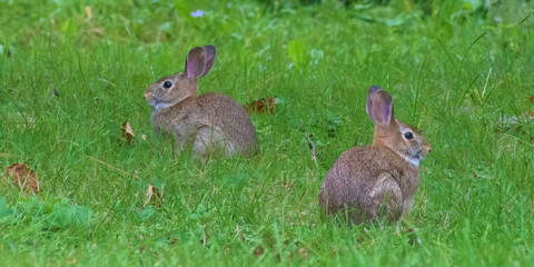 A slight oil painting effect brings out the texture in the fur of the two rabbits as well as the grass.  Rabbits in our yard in Windsor in Upstate NY.  