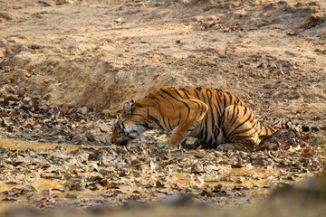 A Bengal Tiger keeping cool in the jungle waterholes of Bandhavgarh, India