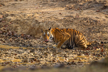 A Bengal Tiger keeping cool in the jungle waterholes of Bandhavgarh, India