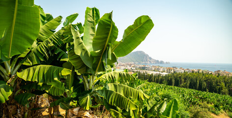 Banana trees in summer by the sea
