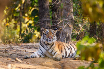 A Bengal Tiger keeping cool in the jungle waterholes of Bandhavgarh, India