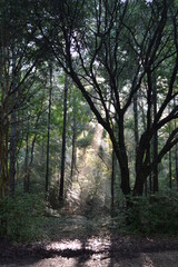 morning in the forest
