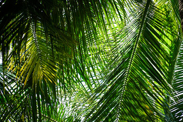 Green leaves of palm trees in the forest, for nature background, palm tree close up